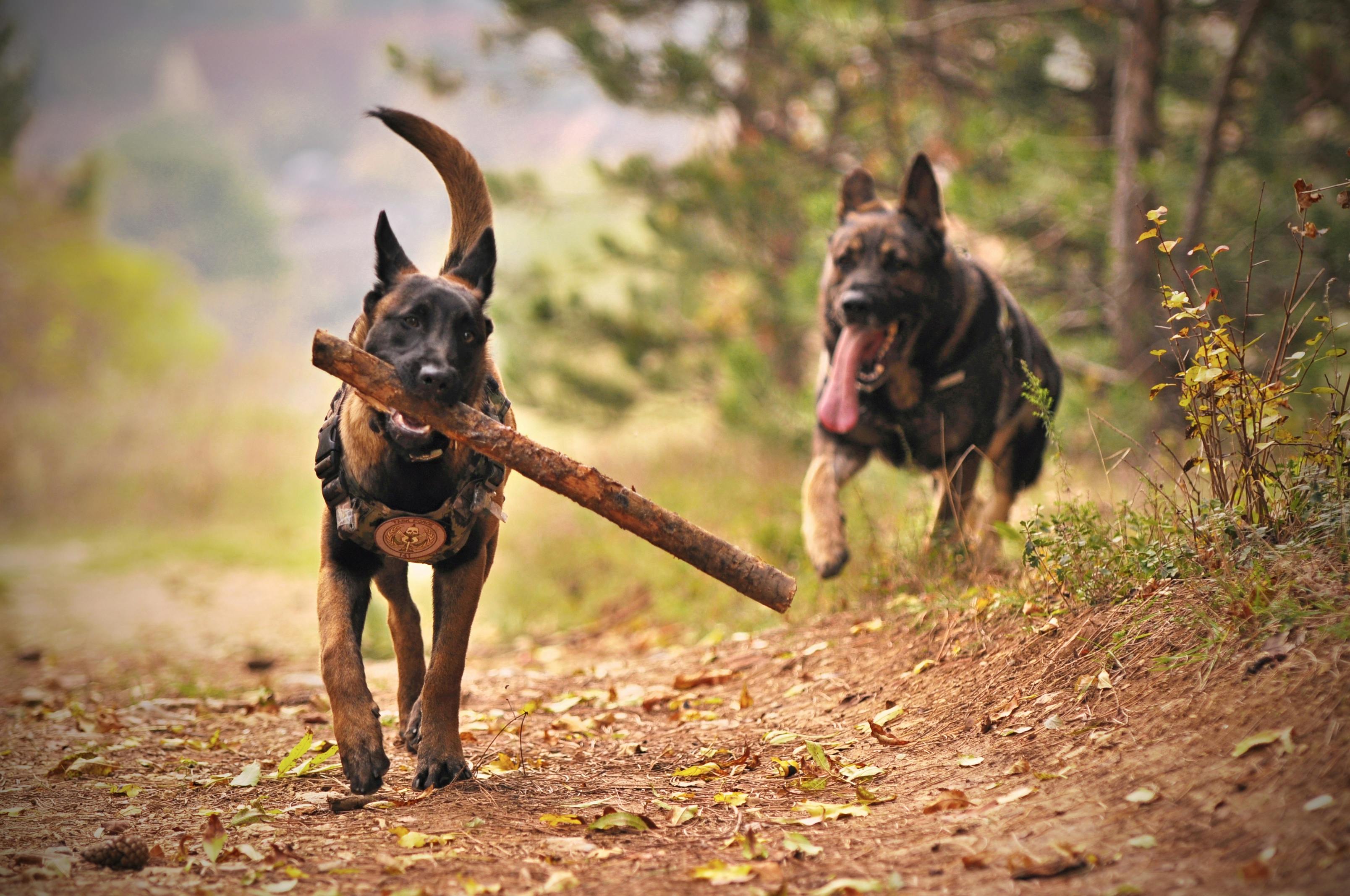 german shepherd & belgian malinois